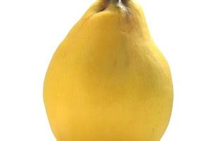 coing saison  calendrier du coing