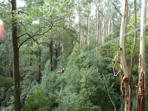 Zip Lining through the Otway Rainforest