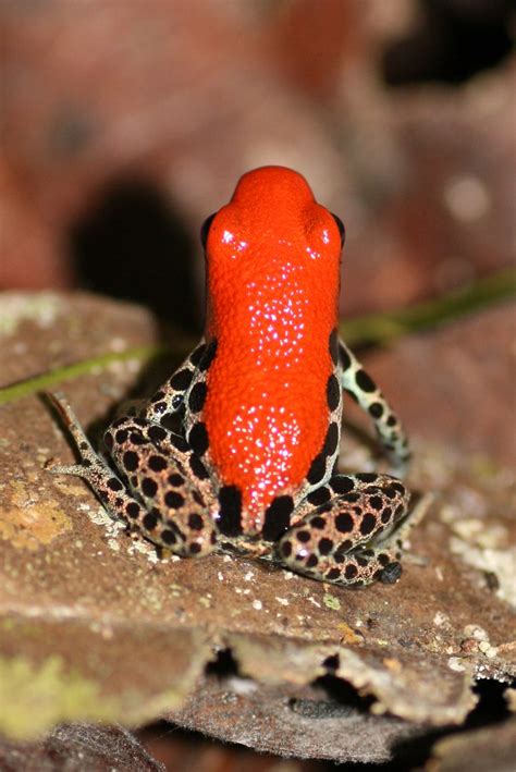 Ranitomeya Reticulata Red Backed Poison Dart Frog Flickr