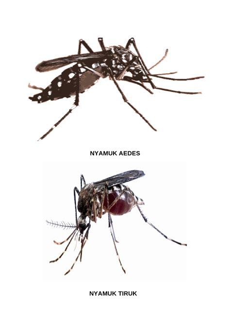 Docx Nyamuk Aedes Pk Tahun 3 Dokumentips