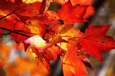 Fall Colours in Muskoka Fall Colors, Colours, Muskoka, Autumn Day