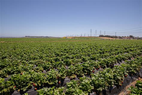 U Pick Strawberry Carlsbad Strawberry Company