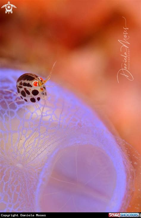 Ladybug | Ladybug, Photographer, Color