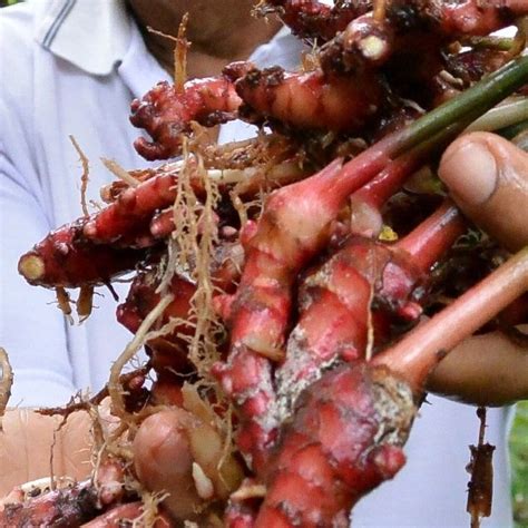 Bibit Tanaman Jahe Merah Pohon Jahe Merah Umbi Jahe Merah Lazada