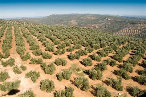 Descubre cuántos olivos puedes cultivar en una hectárea y maximiza tus