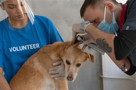 Primeros Auxilios Para Perros Gu A Completa