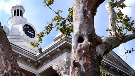 Grafts from 176-year-old dying tree will be used to replace sycamore