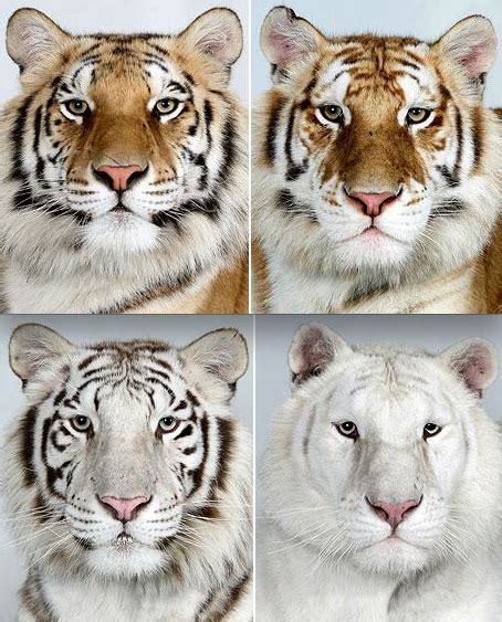 Tiger Gradient Majestic Animals Animals Beautiful Pets Cats