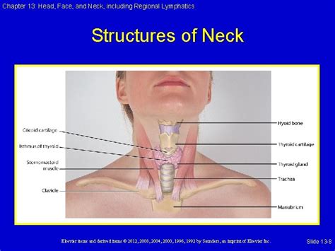 Head Face And Neck Including Regional Lymphatics Chapter