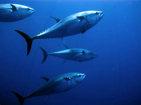 Bluefin Tuna - Facts and Beyond | Biology Dictionary