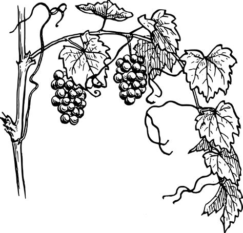 drawing of grapes