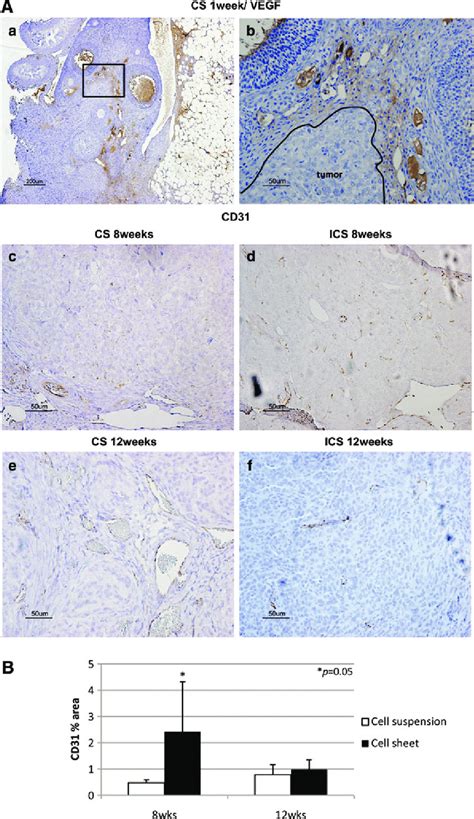 A Vascular Endothelial Growth Factor Vegf And Cd31 Immunostaining Download Scientific