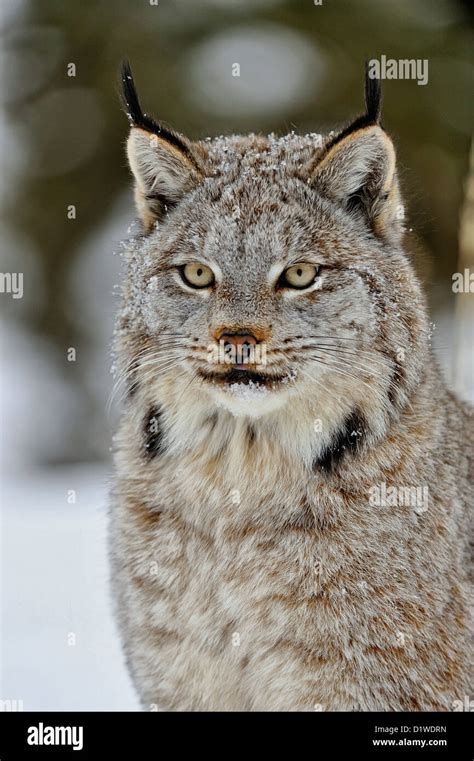 Canada Lynx Lynx Canadensis Captive Raised Specimen Bozeman Montana