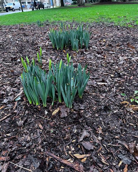 Denny Park | Seattle WA