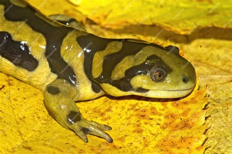 Premium Photo Closeup Of The Barred Tiger Salamander Ambystoma