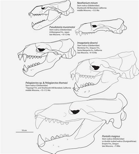 The Coastal Paleontologist The Evolutionary History Of Walruses Part