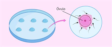 Cultivo Y Desarrollo Embrionario In Vitro