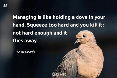 40 Dove Quotes About Our Peaceful Feathered Friends