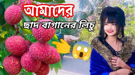 🤔আমাদের ছাদ বাগানে লিচু ধরেছে 😱 আলহামদুলিল্লাহ আল্লাহর রহমতে খুবি