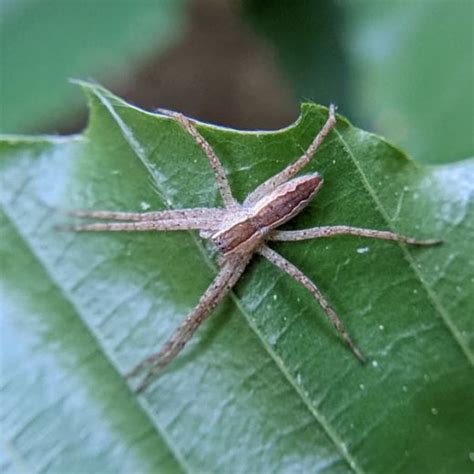 Spiders In Massachusetts 45 Different Species