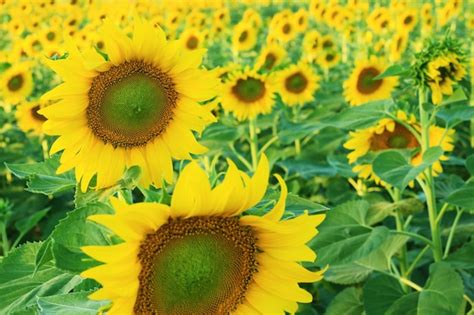 Premium Photo | Sunflower garden