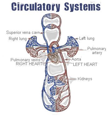 circulatory-system - Untamed Science