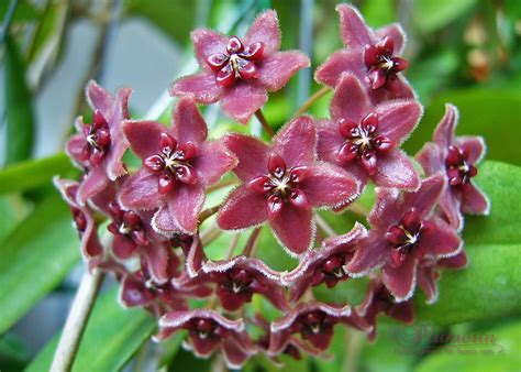 Рубида – Telegraph