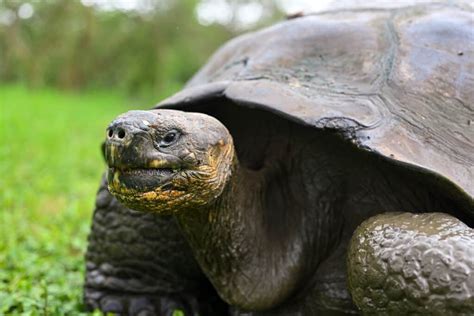 10 Fascinating Facts About Galápagos Tortoises A Z Animals