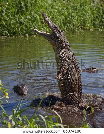 Crocodile attack Images - Search Images on Everypixel