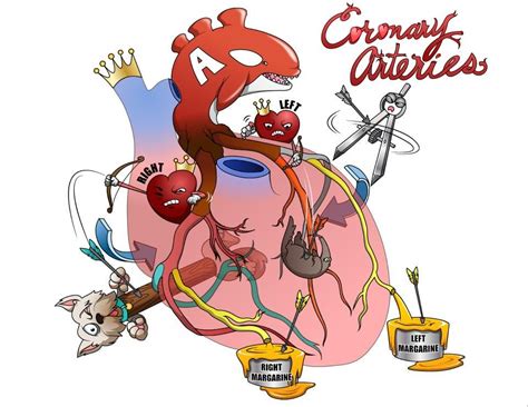 coronary circulation osmosis