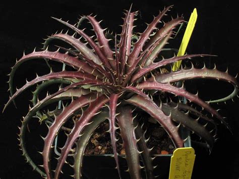 Dyckia Dawsonii Odds Endssg Flickr