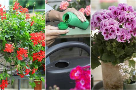 Piel Gnacja Pelargonii Balkonowych W Krokach Budujemy Dom