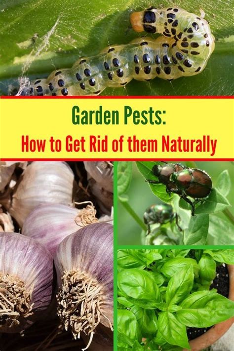 The Cover Of Garden Pests How To Get Rid Of Them Naturally With