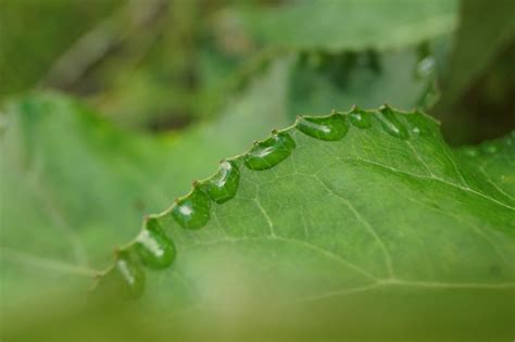 Feuille Goutte D Eau Vert Photo Gratuite Sur Pixabay Pixabay