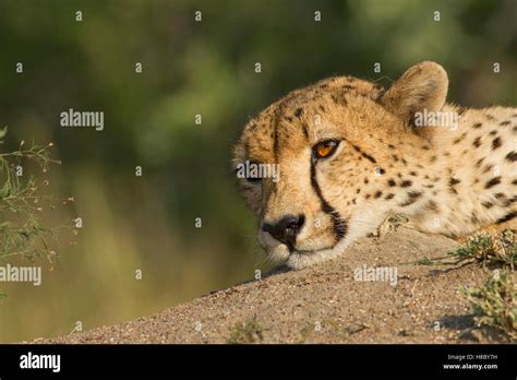 Portrait Of A Cheetah Lying Down Stock Photo Alamy