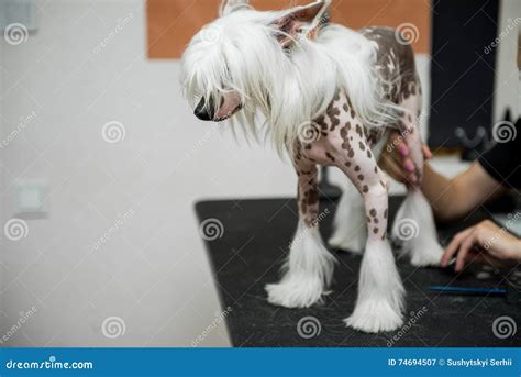 Breed Dog Grooming Chinese Crested Stock Image - Image of groomed ...