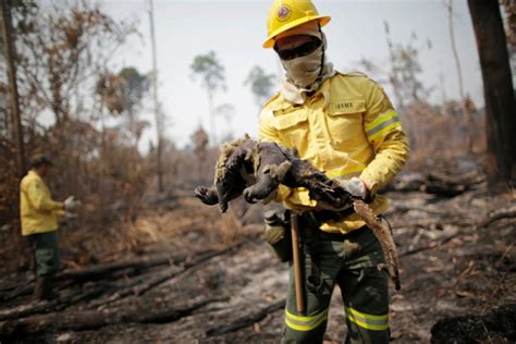 In Pictures Fires In The Brazilian Amazon Rainforest Environment