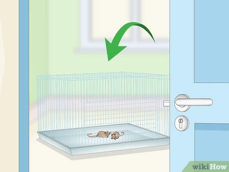 How to Set up a Mouse Cage: 14 Steps (with Pictures) - wikiHow