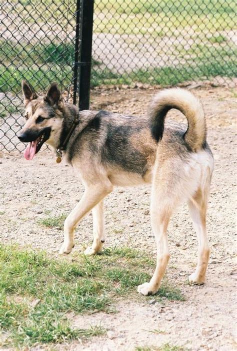 Gay Tail Or Mix German Shepherds Forum