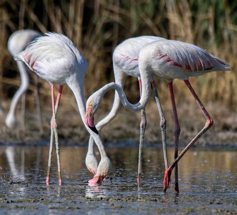 Greater Flamingo | BirdForum