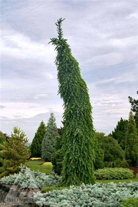 Bruns Weeping Serbian Spruce Glover Nursery