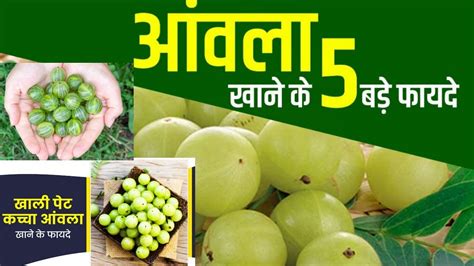 Amla Khane Ke Fayde कच्चा आंवला खाने से सेहत को मिलते हैं बहुत फायदे