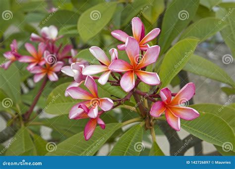 Abstract Tropical Flowers Indonesia Stock Image - Image of indonesia ...