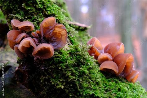 Forest Mushrooms Edible Mushroom Auricularia Auricula Judae Latin