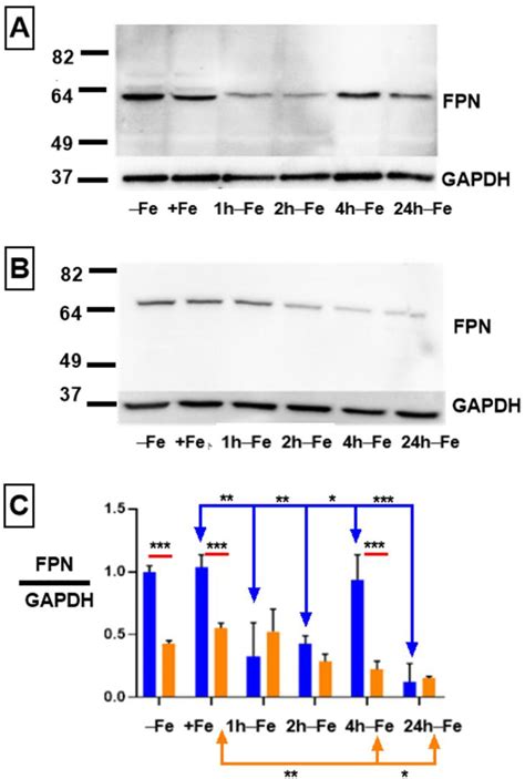 Ijms Free Full Text Monocyte Mri Relaxation Rates Are Regulated By