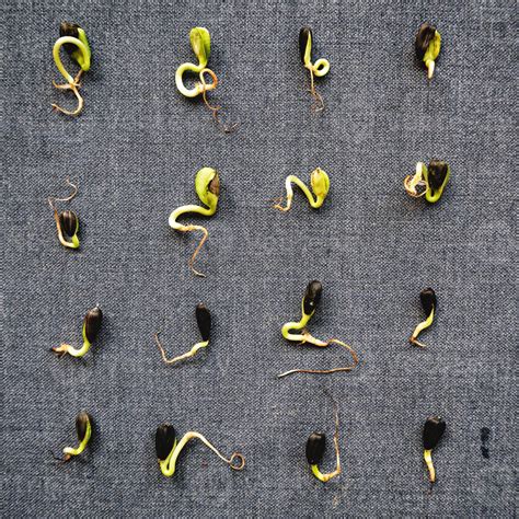 Sunflower microgreens growth. Photo micro greens sprout seedling