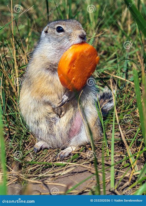 Gopher is Eating a Slice of Carrot on the Grassy Lawn Stock Photo ...