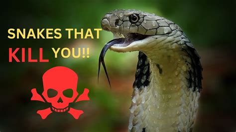 Top 10 Deadliest Snakes A Bite Worse Than Death Deadly Snakes A