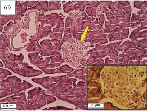 Morphological Assessment Of Pancreatic Tissue H E Staining