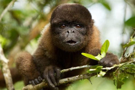 Woolly Monkey Facts - CRITTERFACTS